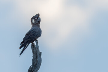 Carnaby's black cockatoo (Zanda latirostris), Western Australia. Endangered endemic bird. 