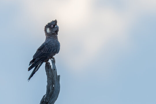 Carnaby's black cockatoo (Zanda latirostris), Western Australia. Endangered endemic bird. 