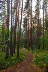 Forest Path Through Tall Pines