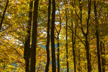 autumn in the forest