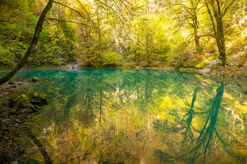 autumn in the forest