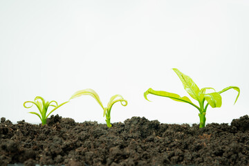 web banner business and finance investment and saving activity with small tree on gold coin arrange on soil and white isolated background