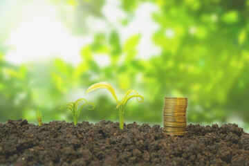 web banner business and finance investment and saving activity with small tree on gold coin arrange...