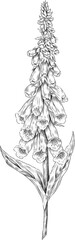 fox glove flower illustration © watchawa