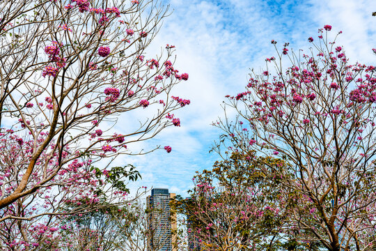 Blooming Tabebuia impetiginosa
