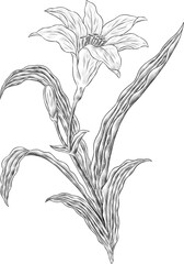 sketch of a lily
