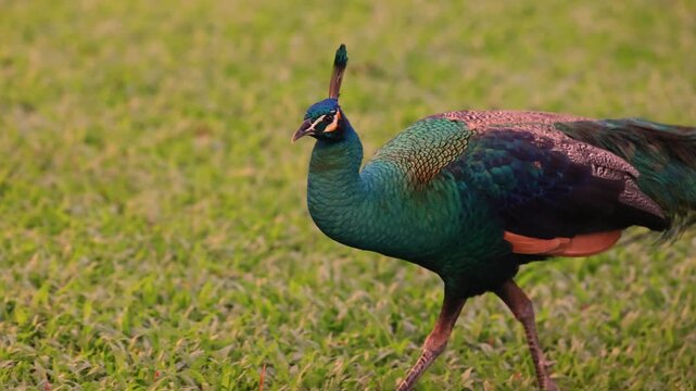 Elegant wild peacocks captured full body in natural outdoor setting displaying vibrant feathers and graceful posture reflecting wildlife beauty and serene nature atmosphere in high quality visual view
