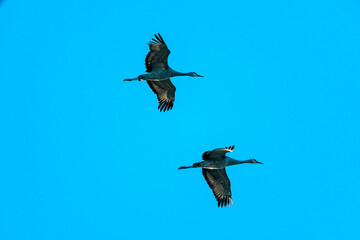 Birds in Oak Island Wildlife Refuge, Sauvie Island, Oregon