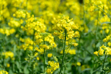 Bright Yellow Canola Flowers Blooming in Spring Field