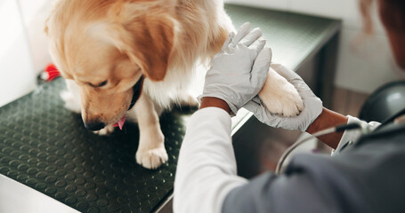 Veterinary, checkup and hands in center with dog, pet care and inspection in medical visit. Health, person and animal doctor in clinic with puppy, golden retriever or trust in physical consultation.