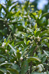 Spring Buds of Japanese Mandarin with Glossy Green Leaves