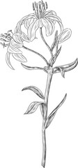 Lily flower illustration
