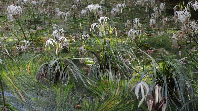 Crinum thaianum, the queen of aquatic plants, is a beautiful and rare aquatic plant found in Ranong and Phang Nga provinces.