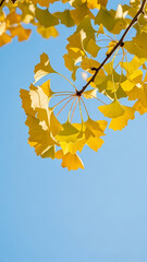 Golden Ginkgo Leaves: Autumn Foliage Against Blue Sky