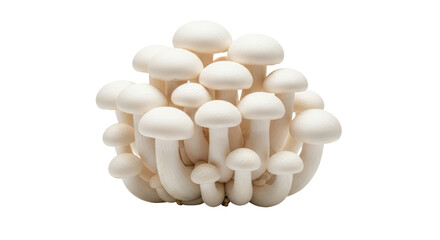 Close Up of White Shimeji Mushrooms on Transparent Background Isolated Culinary Ingredient