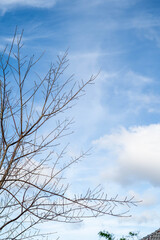 Barren tree branches silhouetted against a bright blue sky with fluffy white clouds.