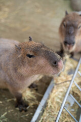 Two inquisitive capybaras exploring their enclosure while foraging for food.