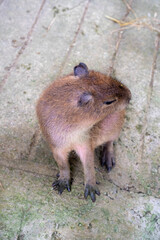 Fototapeta premium Cute young capybara sitting on the ground