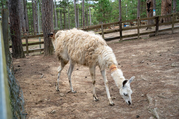 Fototapeta premium A llama grazes peacefully in a forested enclosure.
