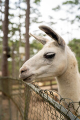 Fototapeta premium Close-up of a white llama's head, showcasing its expressive eyes and peaceful demeanor.