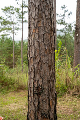 Close-up of a textured tree trunk in a lush forest environment.
