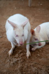 Fototapeta premium Two white albino kangaroos sitting on the ground in a natural setting.