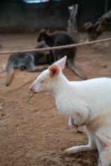 Fototapeta premium A white kangaroo munching on grass in a natural habitat setting.