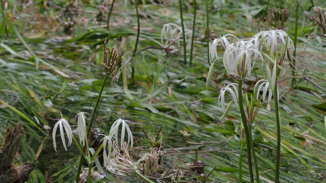 Crinum thaianum, the queen of aquatic plants, is a beautiful and rare aquatic plant found in Ranong and Phang Nga provinces.
