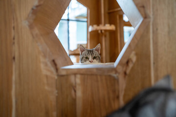 A curious gray tabby cat peeking through a wooden structure, showcasing its playful demeanor.