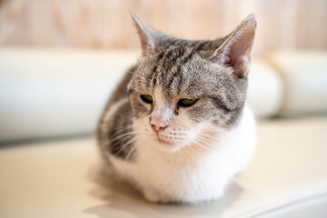 Fototapeta premium Gray and white cat relaxing on a soft surface, creating a serene atmosphere.