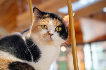 A close-up of a calico cat with striking green eyes, resting indoors in a cozy setting.