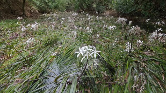 Crinum thaianum, the queen of aquatic plants, is a beautiful and rare aquatic plant found in Ranong and Phang Nga provinces.