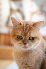 Close-up of a fluffy orange cat with expressive green eyes and a curious demeanor.