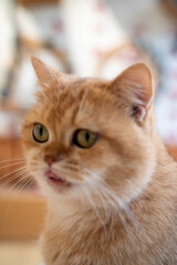 Close-up of a playful orange cat with bright green eyes and a curious expression.