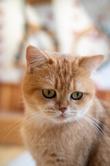 Close-up of a golden Persian cat with striking green eyes and a soft expression.