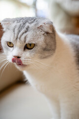 Adorable Scottish Fold cat with gray and white fur, playfully licking its lips.