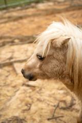 Close-up of a beautiful palomino pony with a flowing mane.