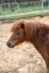 A close-up of a brown pony with a flowing mane in a natural setting.