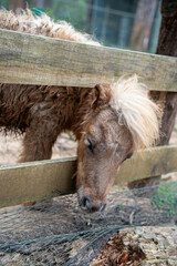 A cute miniature pony peering through a wooden fence with a fluffy mane.