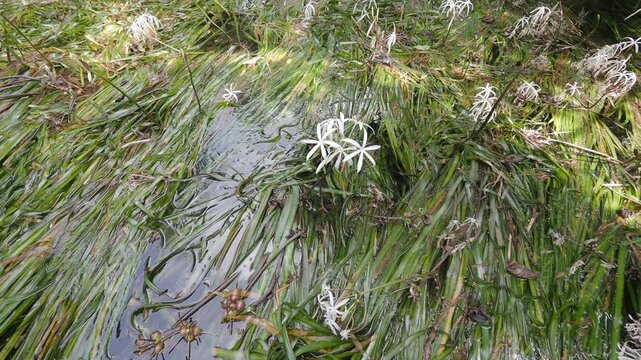 Crinum thaianum, the queen of aquatic plants, is a beautiful and rare aquatic plant found in Ranong and Phang Nga provinces.