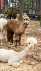 Naklejka premium Alpacas in a serene forest setting, showcasing their unique features and colors.