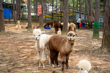 Two cute alpacas, one white and one brown, stand together in a wooded area.