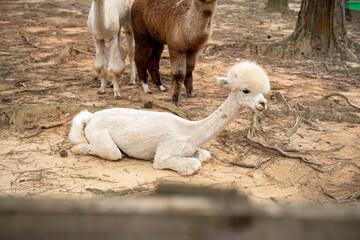 Naklejka premium A fluffy alpaca lounging gracefully in a serene setting.