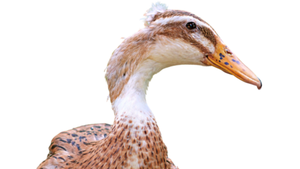 close up of a brown duck