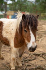 Close-up of a brown and white pony with an expressive face in a natural setting.