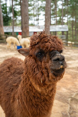 Fototapeta premium Curious brown llama with fluffy fur in a rustic setting.