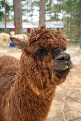 Fototapeta premium Close-up of a fluffy brown alpaca in a serene woodland setting.