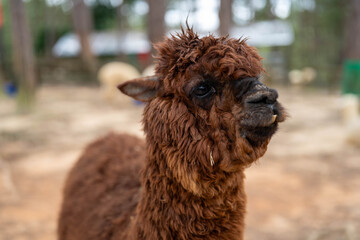 Fototapeta premium Cute brown alpaca with fluffy fur in a natural setting, showcasing its charming personality.
