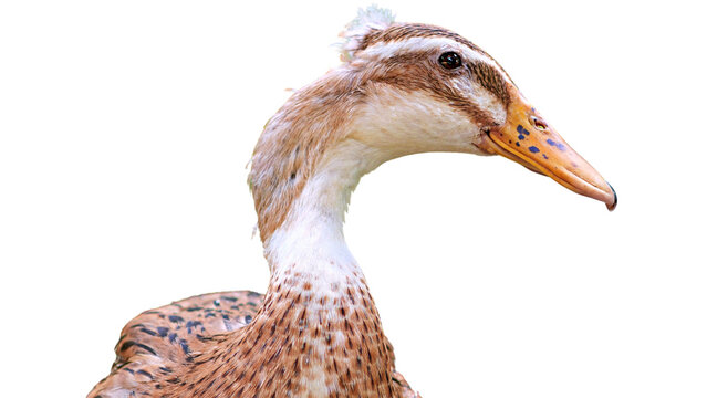 close up of a brown duck
