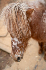 A close-up view of a pony with distinctive spotted fur and long, shaggy mane.